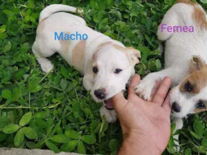 Cachorro raça Indefinido  idade 2 a 6 meses nome Sem nome