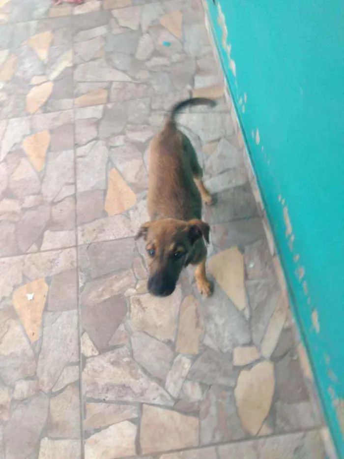 Cachorro ra a SRD idade 2 a 6 meses nome Fofinho