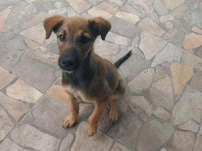 Cachorro raça SRD idade 2 a 6 meses nome Fofinho