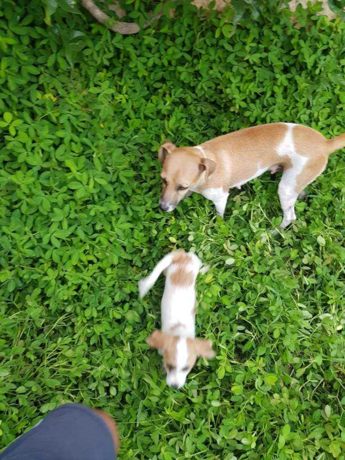 Cachorro raça Indefinido  idade 2 a 6 meses nome Sem nome 