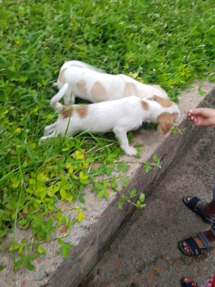 Cachorro raça Indefinido  idade 2 a 6 meses nome Sem nome 