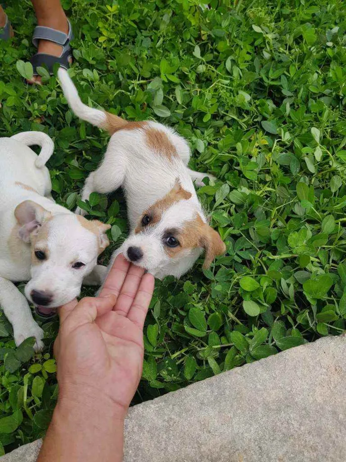 Cachorro raça Indefinido  idade 2 a 6 meses nome Sem nome 