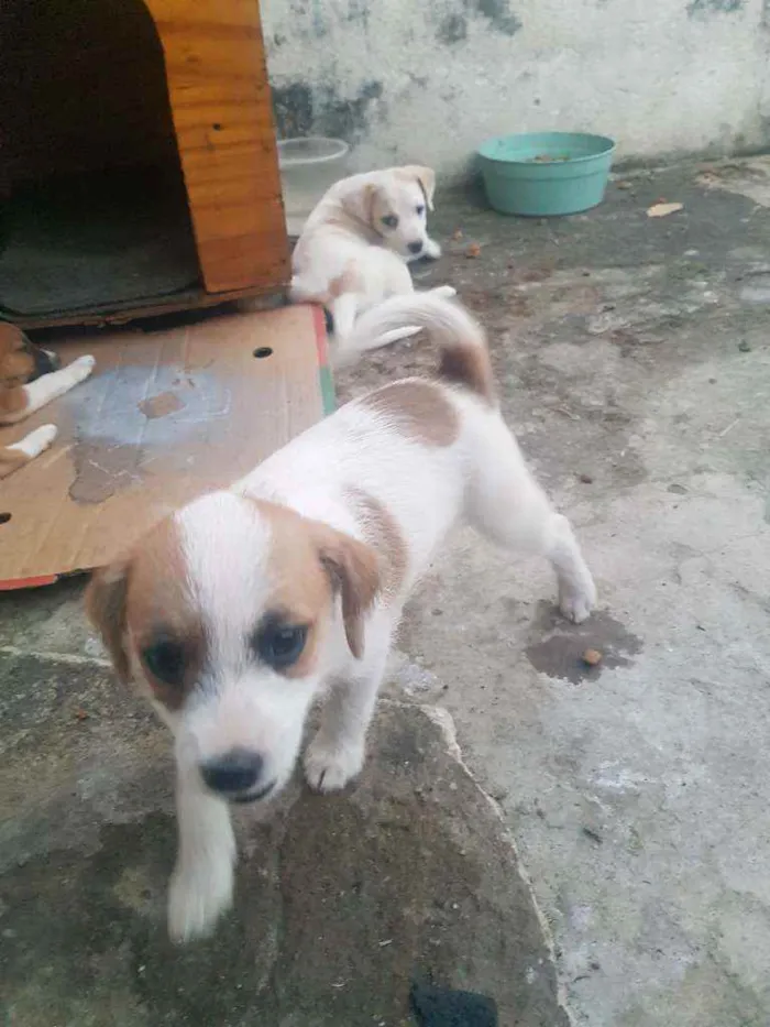 Cachorro raça Indefinido  idade 2 a 6 meses nome Sem nome 