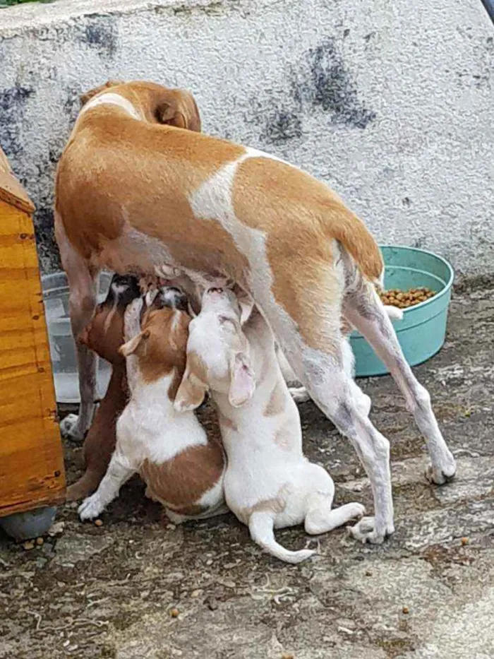 Cachorro raça Indefinido  idade 2 a 6 meses nome Sem nome 