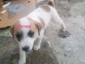Cachorro raça Indefinido  idade 2 a 6 meses nome Sem nome 
