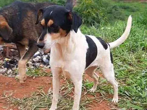 Cachorro ra a SRD-ViraLata idade 2 anos nome PIPOCA