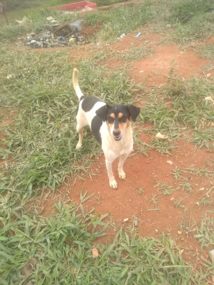 Cachorro ra a SRD-ViraLata idade 2 anos nome PIPOCA