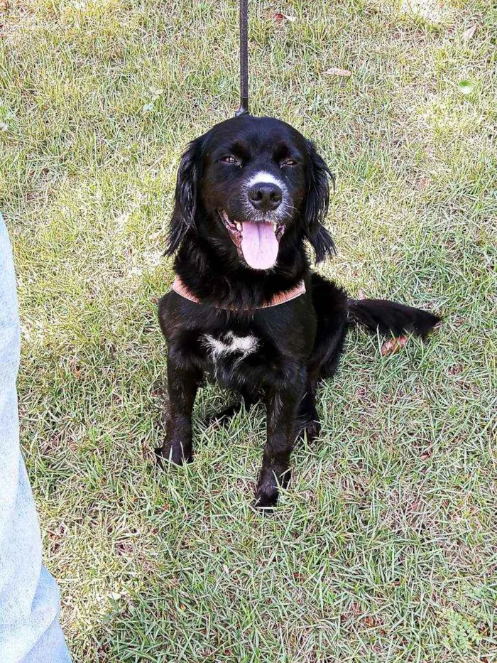 Cachorro ra a Sem raça definida  idade 3 anos nome Negão