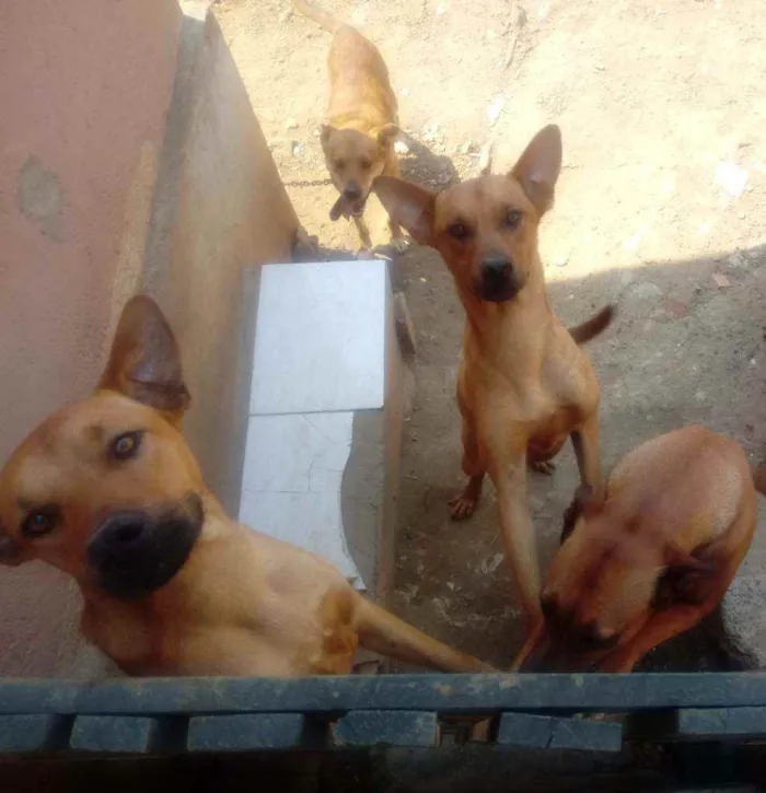 Cachorro ra a NÃO TEM idade 1 ano nome COSTELINHA