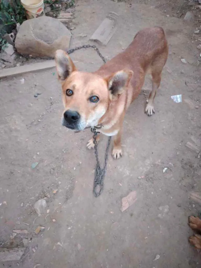 Cachorro ra a NÃO TEM idade 1 ano nome COSTELINHA