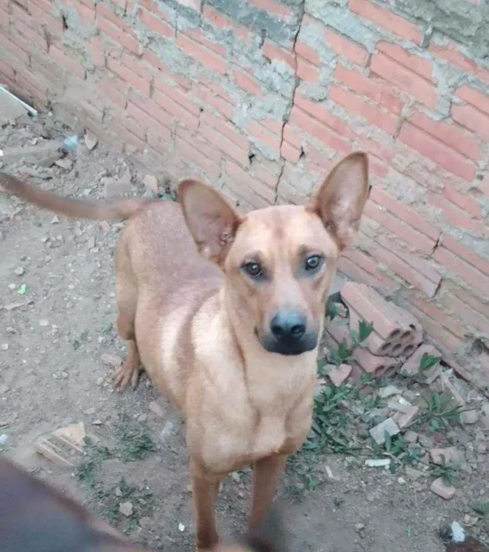 Cachorro ra a NÃO TEM idade 1 ano nome COSTELINHA