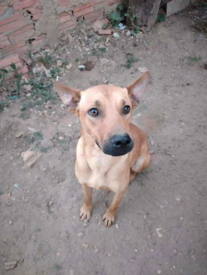 Cachorro ra a NÃO TEM idade 1 ano nome COSTELINHA