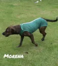 Morena 