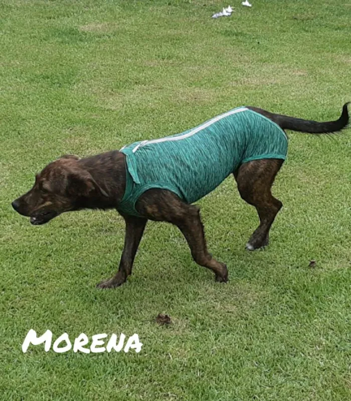 Cachorro raça SRD idade 1 ano nome Morena 