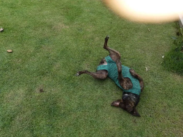 Cachorro raça SRD idade 1 ano nome Morena 