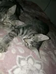 Tigradinhos