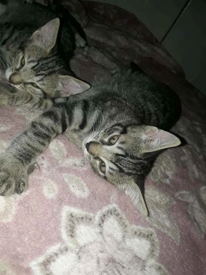 Gato ra a Felino idade 2 a 6 meses nome Tigradinhos
