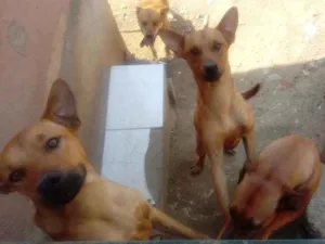 Cachorro raça NÃO TEM idade 1 ano nome COSTELINHA