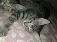 Tigradinhos