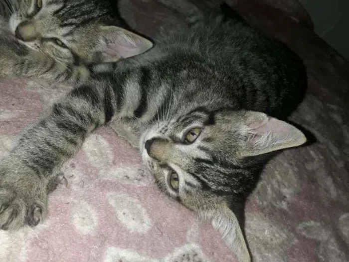 Gato ra a Felino idade 2 a 6 meses nome Tigradinhos