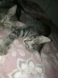 Tigradinhos