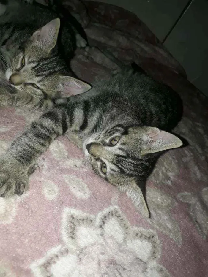 Gato ra a Felino idade 2 a 6 meses nome Tigradinhos