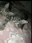 Tigradinhos