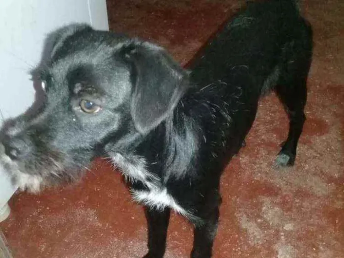 Cachorro ra a Shi Tisu com vira - lata. idade 2 a 6 meses nome Scar