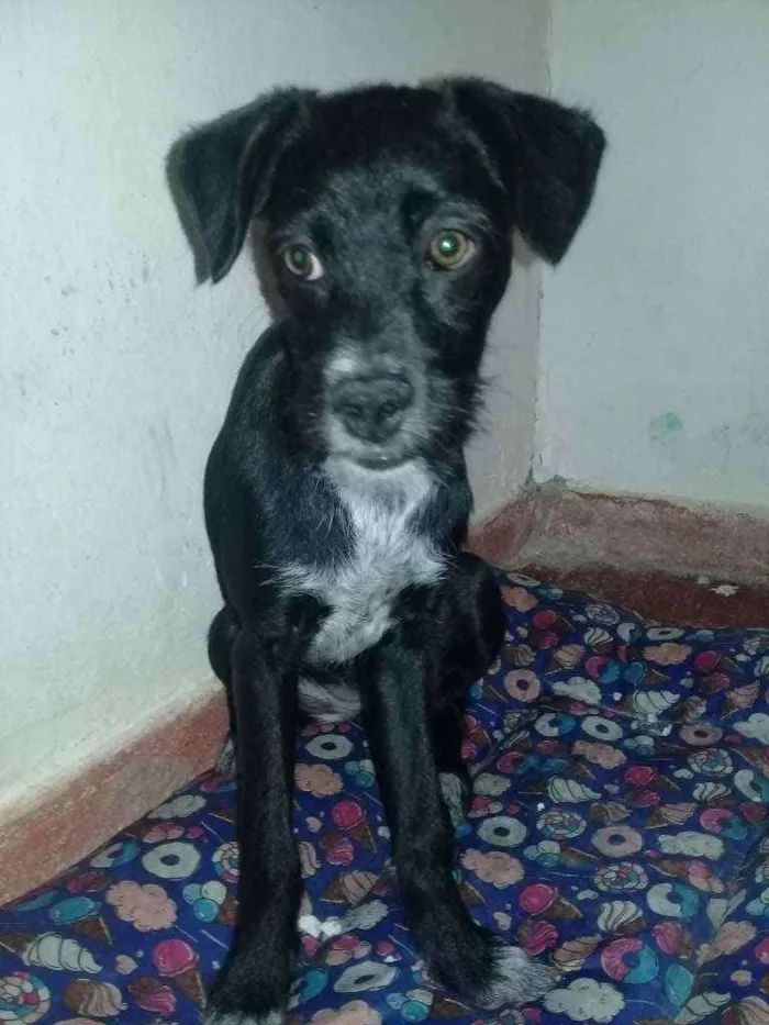 Cachorro ra a Shi Tisu com vira - lata. idade 2 a 6 meses nome Scar