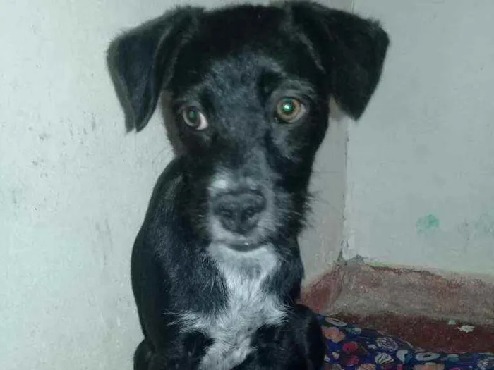 Cachorro ra a Shi Tisu com vira - lata. idade 2 a 6 meses nome Scar