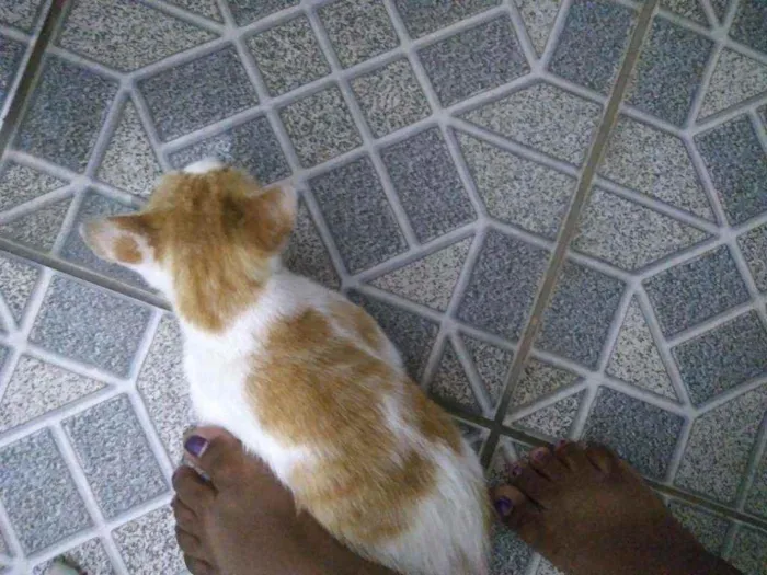 Gato ra a Sem raça idade 4 anos nome Theo