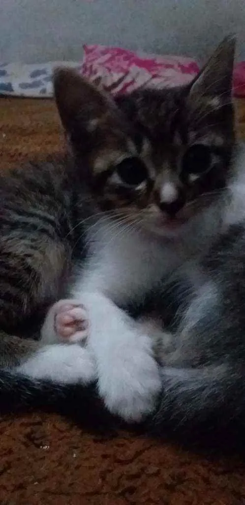 Gato raça Vira-latas idade 2 a 6 meses nome (Não têm nomes)