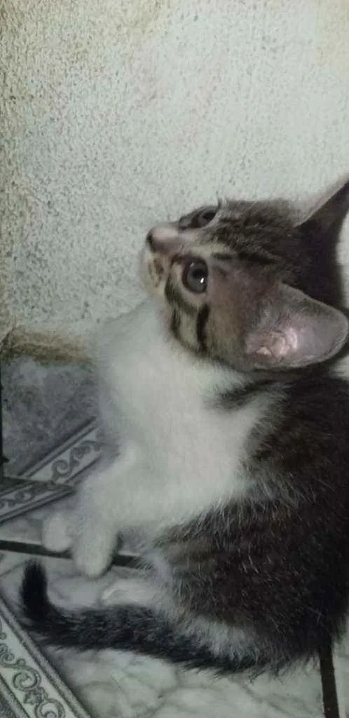 Gato raça Vira-latas idade 2 a 6 meses nome (Não têm nomes)