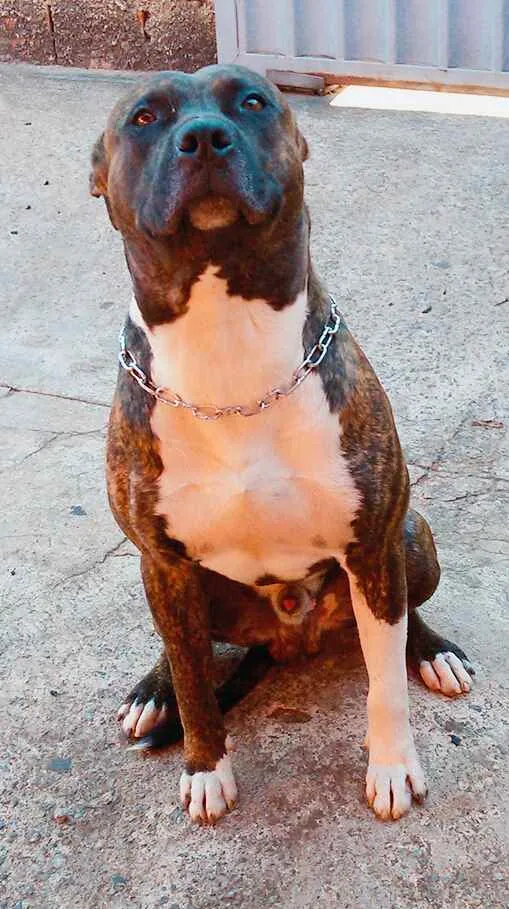 Cachorro ra a Pitbull  idade 4 anos nome Tupan 