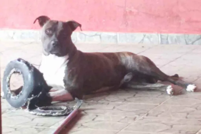 Cachorro ra a Pitbull  idade 4 anos nome Tupan 
