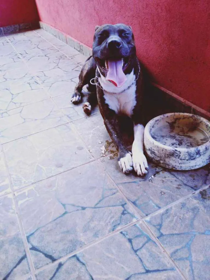 Cachorro ra a Pitbull  idade 4 anos nome Tupan 