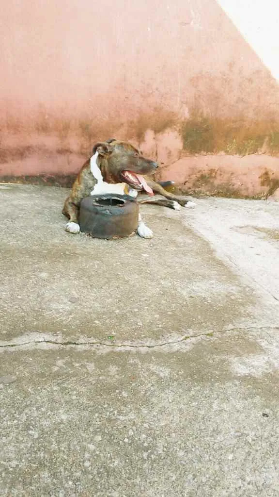 Cachorro ra a Pitbull  idade 4 anos nome Tupan 