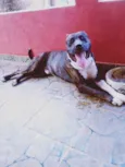 Tupan 
