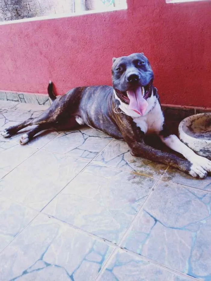 Cachorro ra a Pitbull  idade 4 anos nome Tupan 