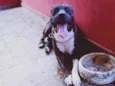 Tupan 