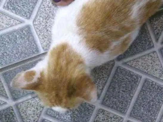 Gato ra a Sem raça idade 4 anos nome Theo