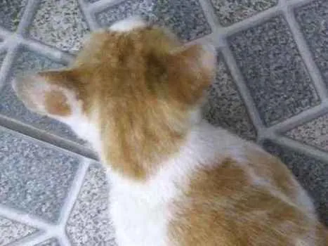 Gato ra a Sem raça idade 4 anos nome Theo