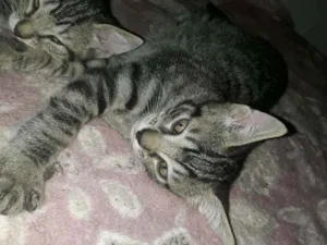 Gato raça Felino idade 2 a 6 meses nome Tigradinhos
