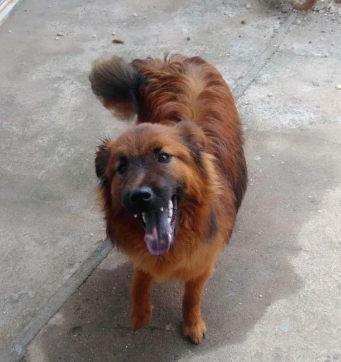 Cachorro ra a Mestiço Chow Chow  idade 7 a 11 meses nome Toquinho