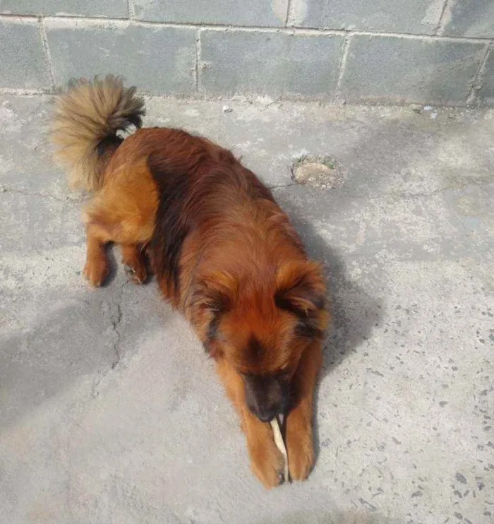 Cachorro ra a Mestiço Chow Chow  idade 7 a 11 meses nome Toquinho