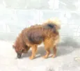 Toquinho