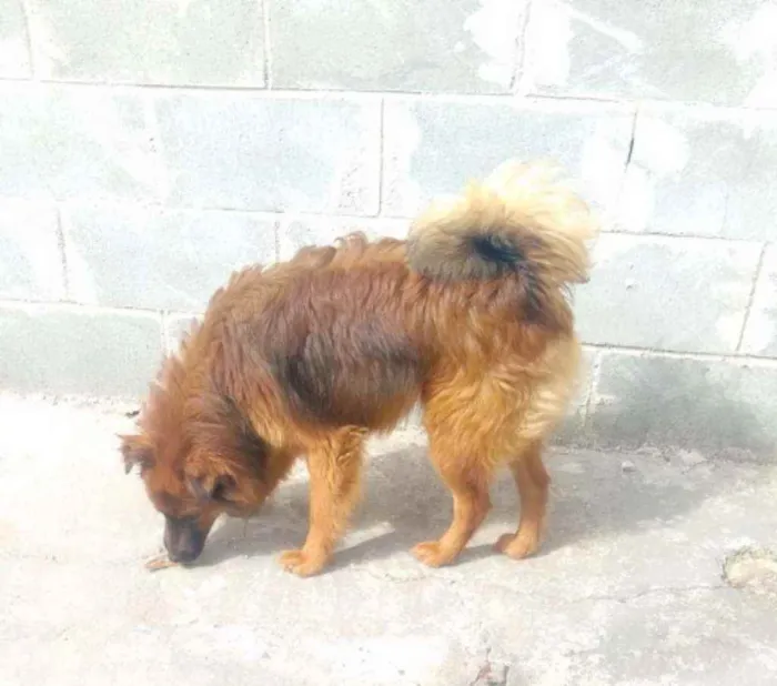 Cachorro ra a Mestiço Chow Chow  idade 7 a 11 meses nome Toquinho