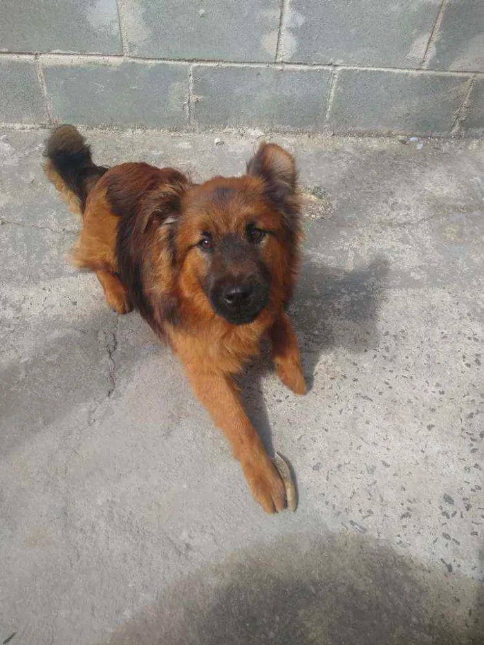Cachorro ra a Mestiço Chow Chow  idade 7 a 11 meses nome Toquinho