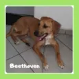 Beethoven