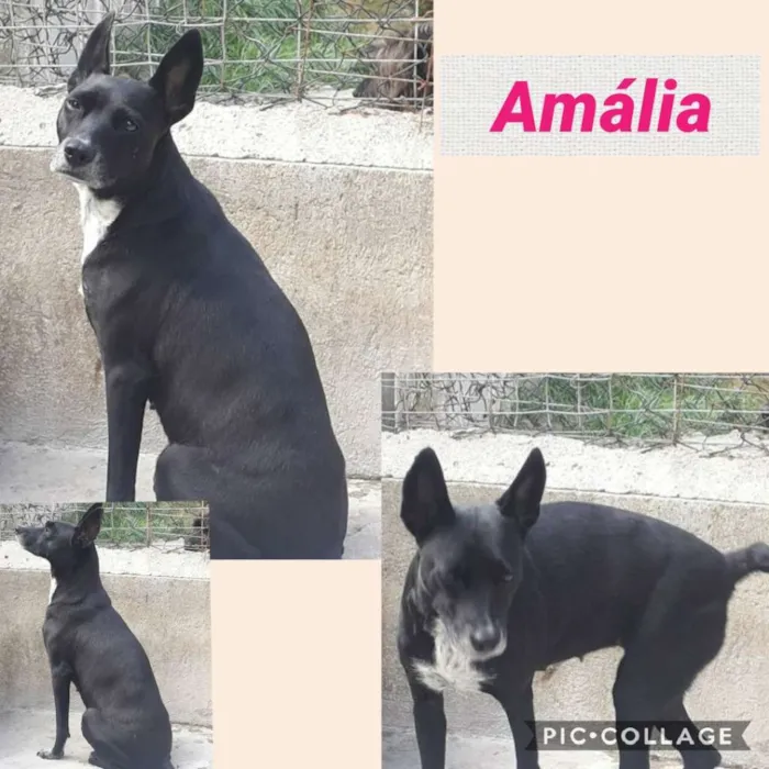 AMÁLIA